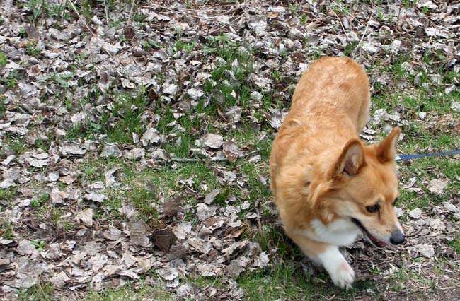 corgi dog