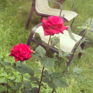 Red Roses in the Backyard