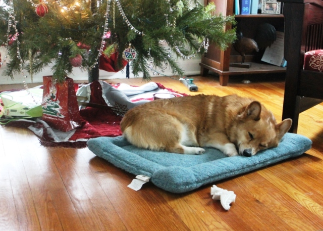 Corgi Napping