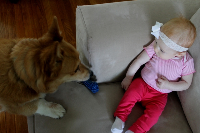 Baby Girl and Her Corgi