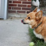 Corgi Waiting on Baby