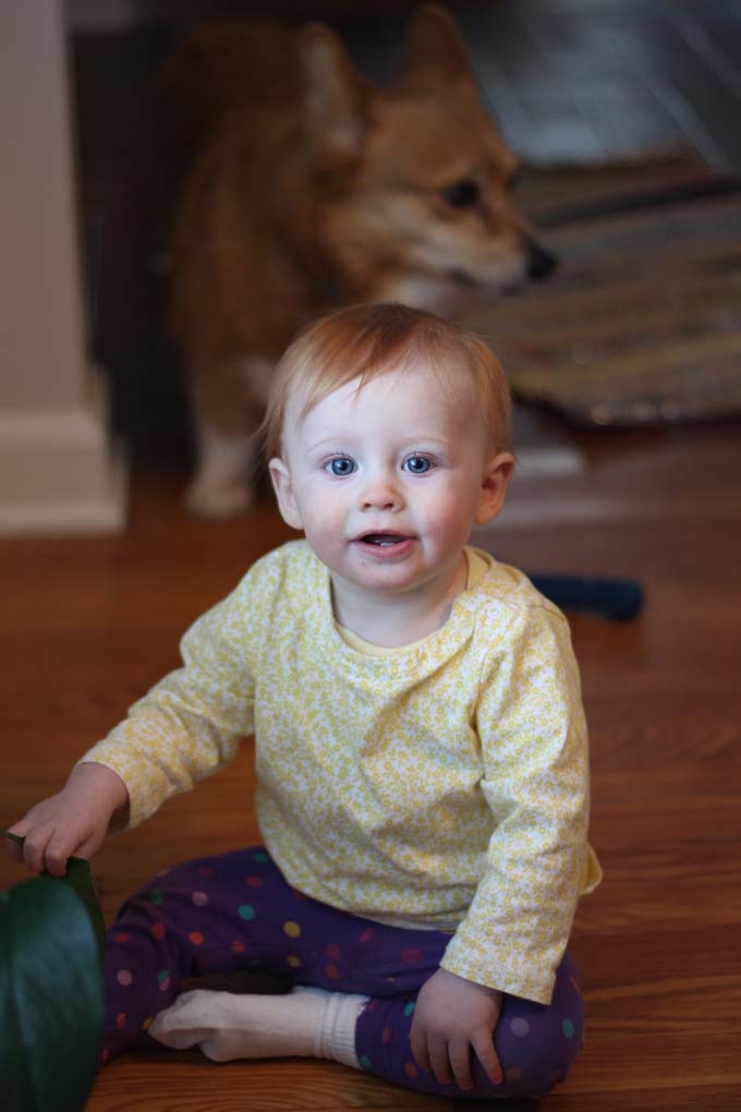 Nine Month Old and Her Corgi