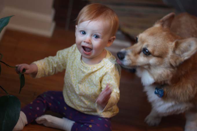 Corgi and Baby