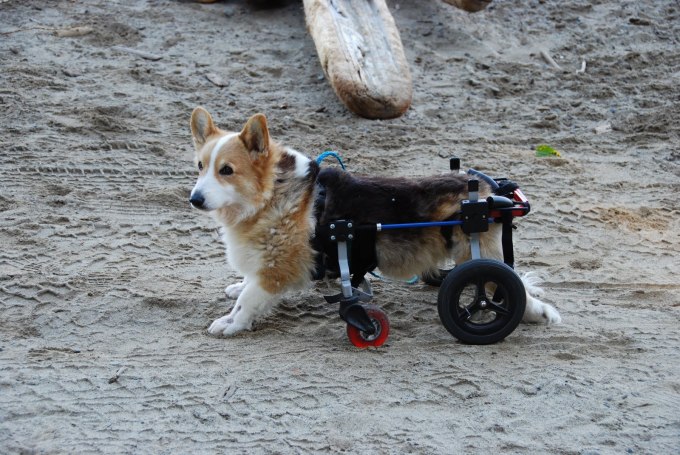 Who knew #Wheelcorgis are a thing?