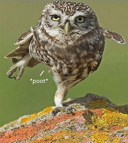 Funny Owl