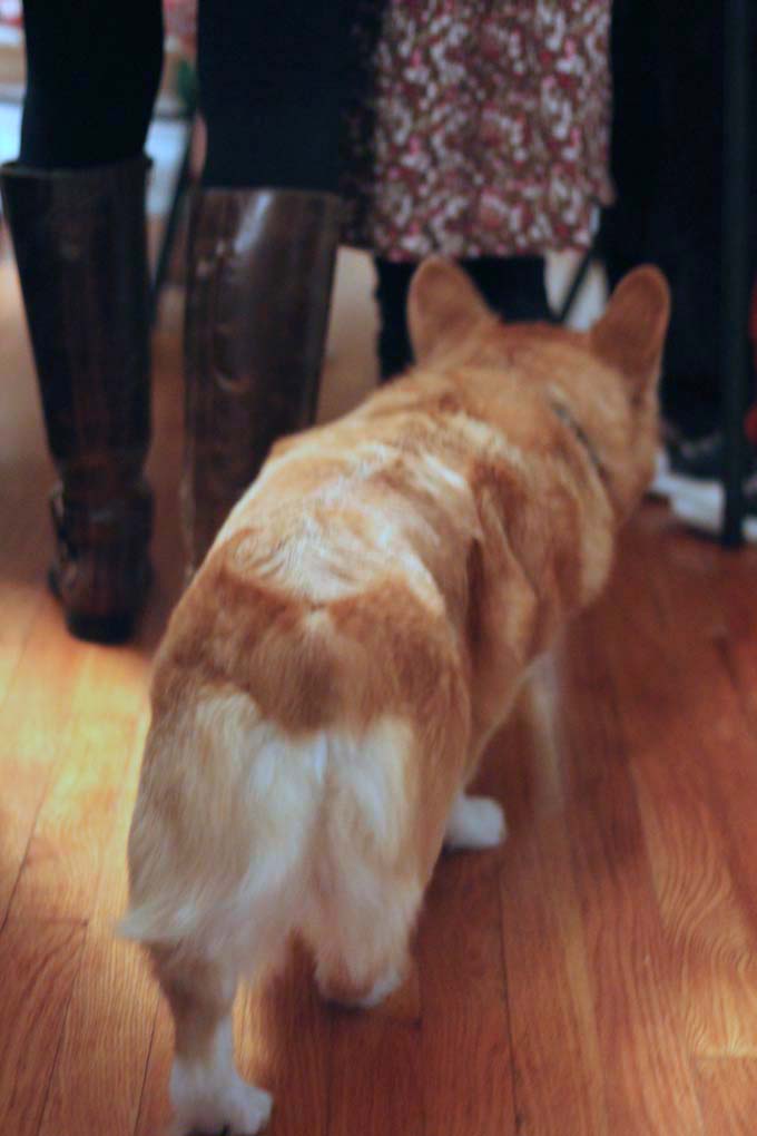 Corgi waiting for meal scraps