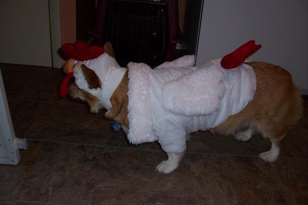 Corgi in a Chicken Costume