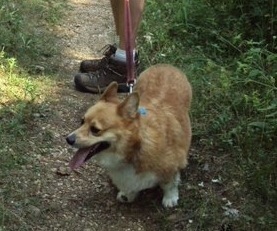 Corgi On a Hike