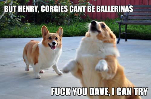 Corgi Dreamers