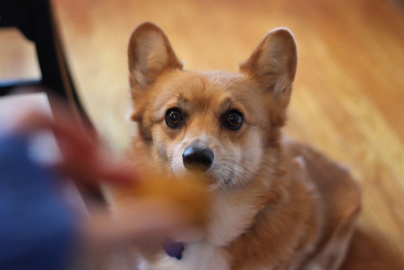 Corgi waiting on a dog treat