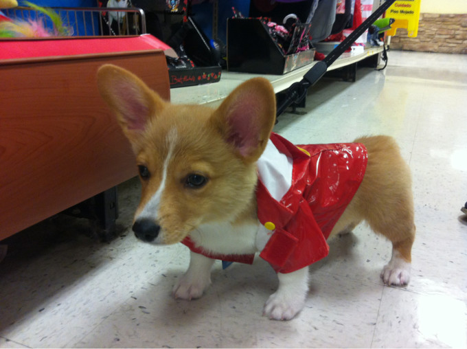 Corgi Dressed as a fireman