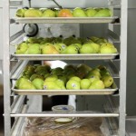 Pears waiting to become dessert